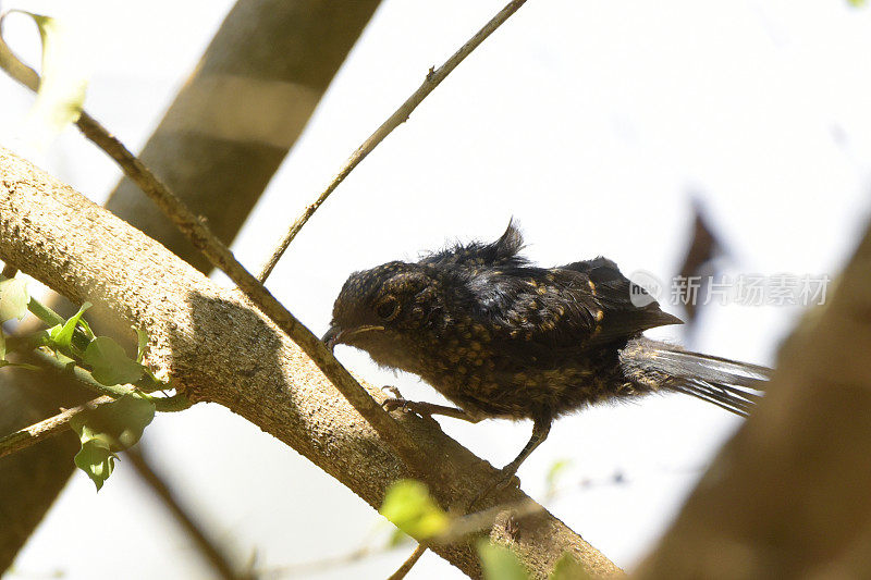 White-browed Robin-Chat